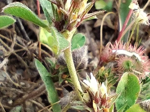 Rough clover