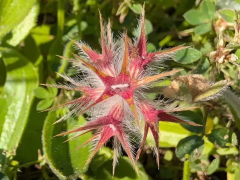 Starry clover