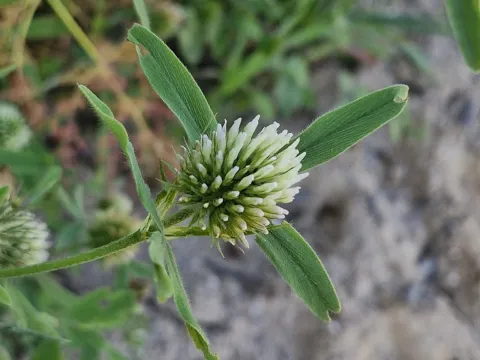 Sea clover