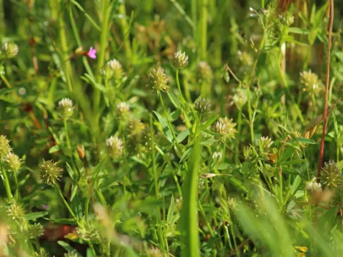 Strict clover
