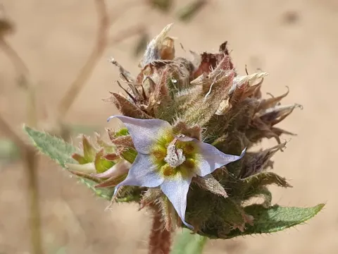 Trichodesma africanum