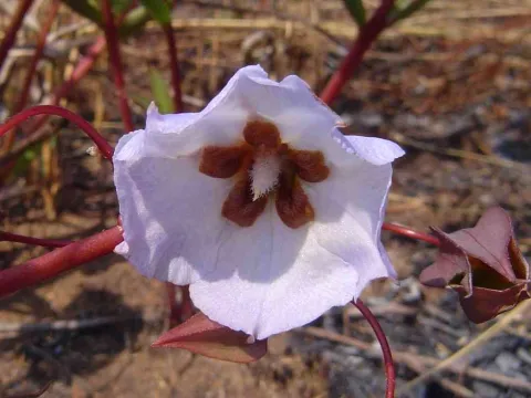 Trichodesma dekindtianum