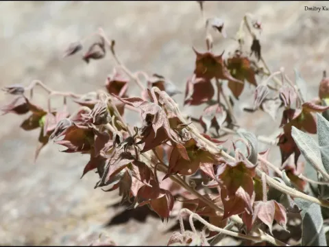 Trichodesma incanum