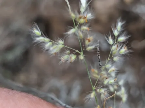 Tricholaena