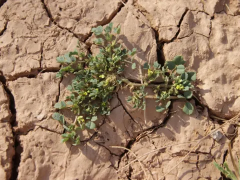 Snake fenugreek