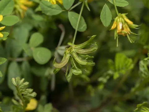 Horned fenugreek