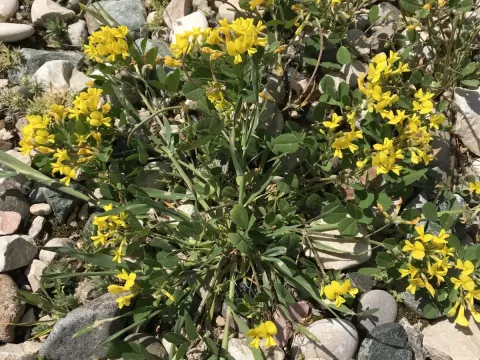 Trigonella noeana