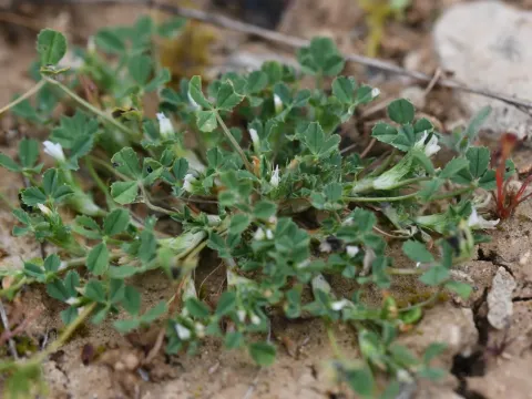 Bird's-foot clover