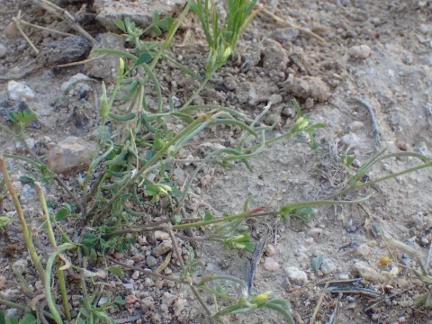 Medicago polyceratia