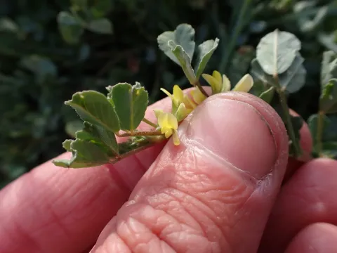 Sweet fenugreek
