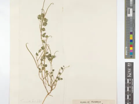 Hooked fenugreek