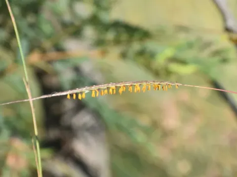 Trachypogon