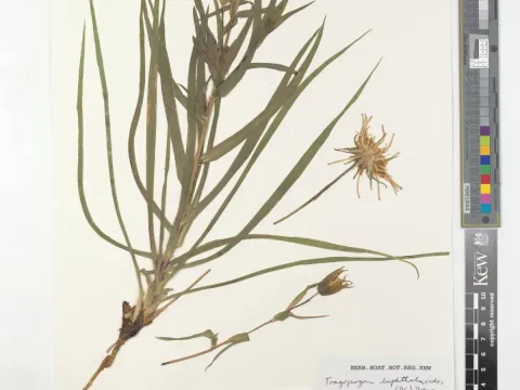 Tragopogon buphthalmoides