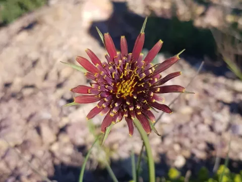 Purple salsify
