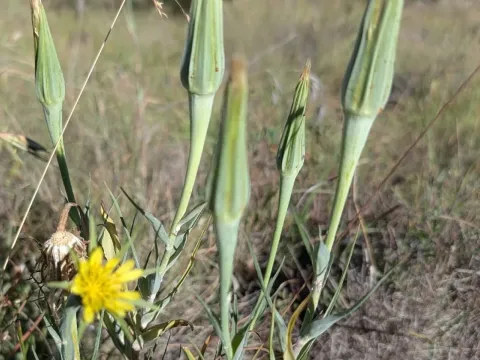 Tragopogon dubius