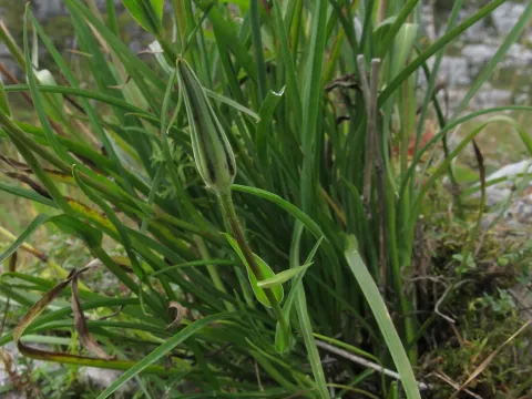 Tragopogon graminifolius