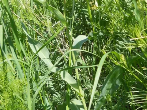 Tragopogon latifolius
