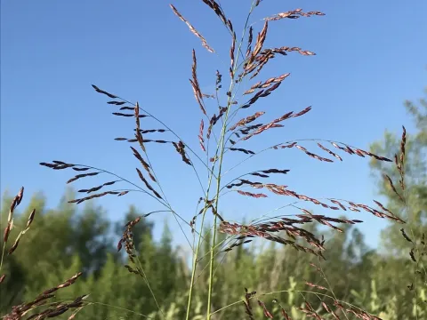 Триденс