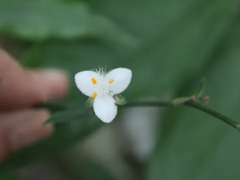 Tripogandra