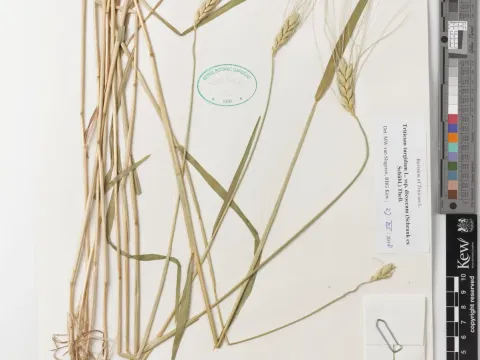 Emmer wheat