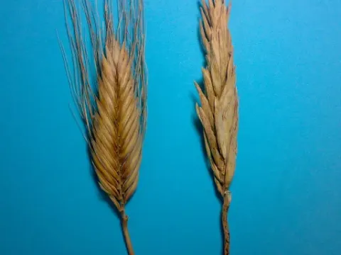 Polish wheat
