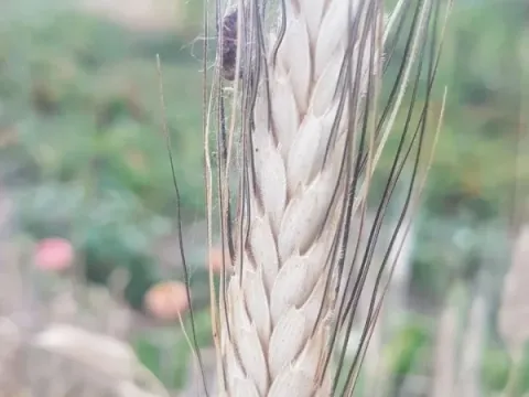 Timopheevi wheat