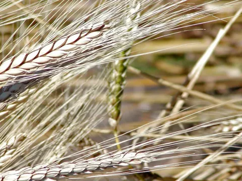 Khorasan wheat