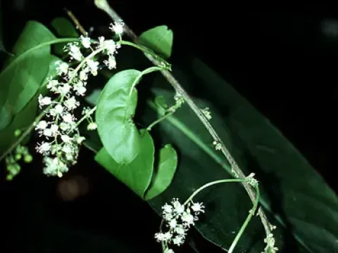 Trichostigma