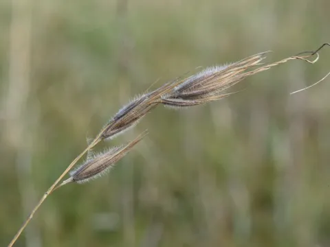 Tristachya hispida