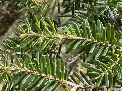 Chinese hemlock