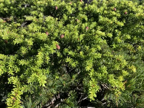 Northern Japanese Hemlock