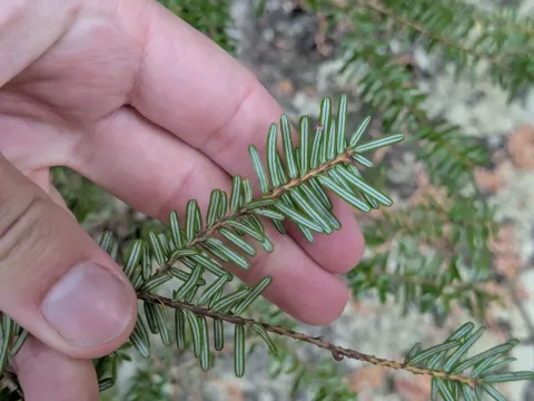 Siebold's hemlock