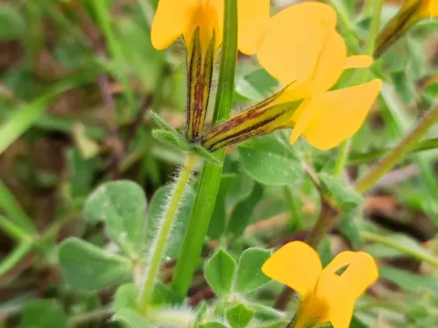 Lotus biflorus