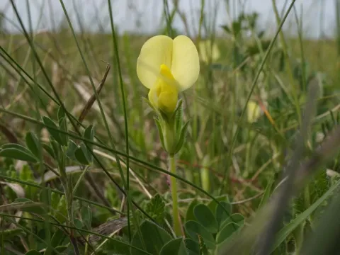 Lotus maritimus