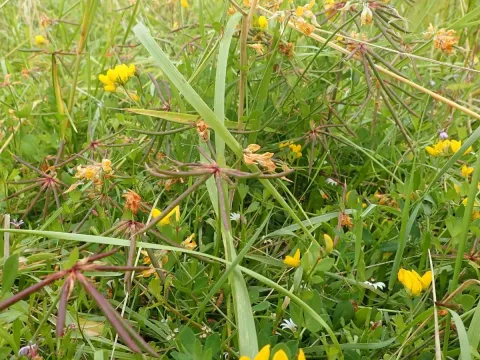 Tetragonolobus