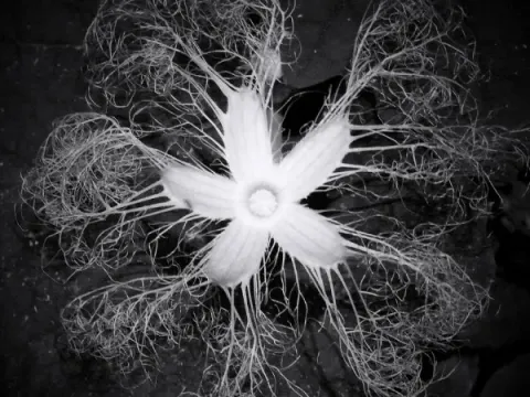 Trichosanthes pilosa