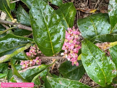 Tetrapteris