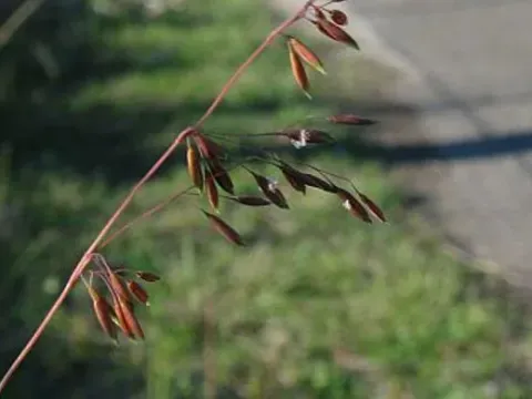 Ehrharta acuminata