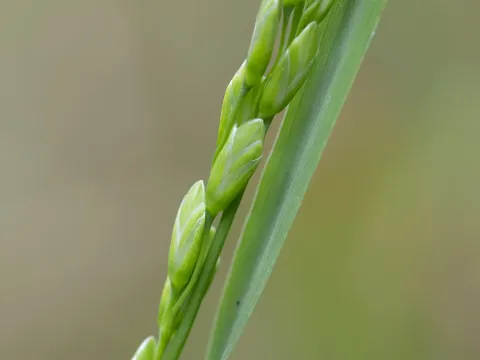 Ehrharta laevis