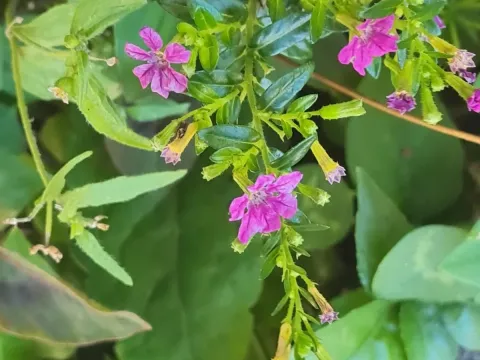 Cuphea