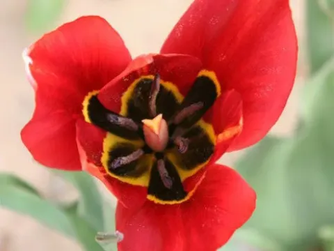 Early tulip