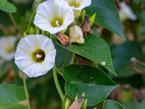 Christmasvine