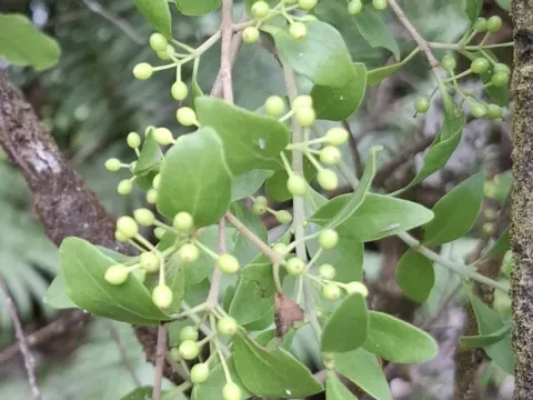 Tupeia