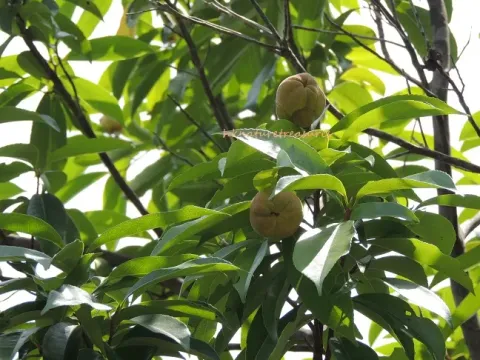Tutcheria
