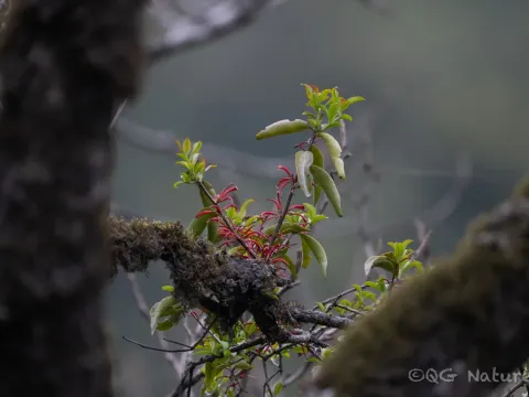 Таксиллус