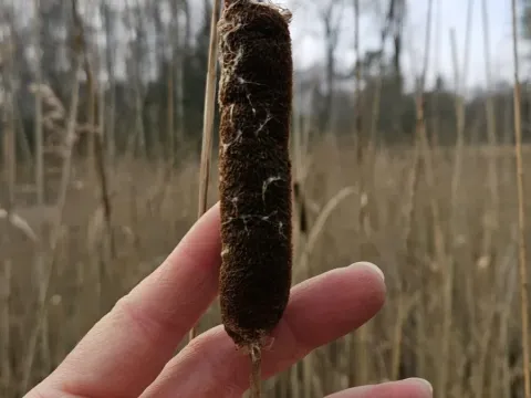 Рогіз вузьколистий