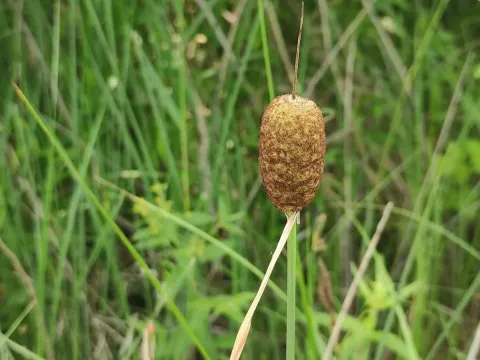 Dwarf bulrush