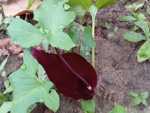 Тифониум Роксбурга