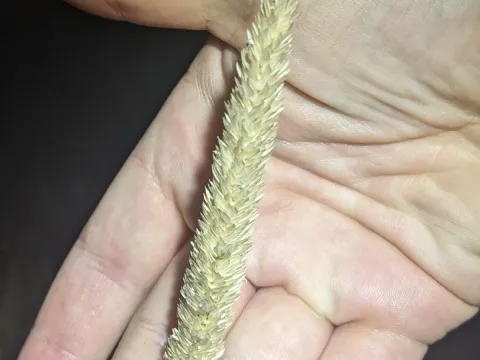 Канарник очеретяний