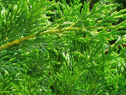 Leyland cypress